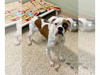 Boxer DOG FOR ADOPTION RGADN-1371006 - Odelia - Boxer Dog For Adoption