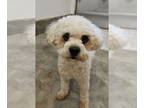 Poodle (Miniature) DOG FOR ADOPTION RGADN-1371012 - JIA - Poodle (Miniature)