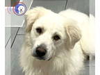 Great Pyrenees DOG FOR ADOPTION RGADN-1371025 - Busby - Great Pyrenees (long
