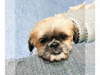 Shih Tzu Mix DOG FOR ADOPTION RGADN-1371029 - Gotti - Shih Tzu / Mixed (medium