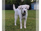 Chow Chow-Huskies Mix DOG FOR ADOPTION RGADN-1371034 - Eileen - Chow Chow /