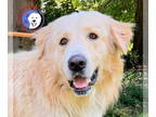 Great Pyrenees DOG FOR ADOPTION RGADN-1371053 - Copper - Great Pyrenees / Golden