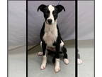 Labrador Retriever Mix DOG FOR ADOPTION RGADN-1371060 - Domino - Labrador