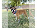 Boxer DOG FOR ADOPTION RGADN-1371071 - Tavish - Boxer Dog For Adoption