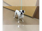 Boxer DOG FOR ADOPTION RGADN-1371080 - Arvada - Boxer Dog For Adoption