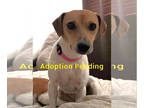 Beagle DOG FOR ADOPTION RGADN-1371088 - Azalea - Beagle Dog For Adoption