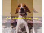 Beagle DOG FOR ADOPTION RGADN-1371089 - Clay - Beagle Dog For Adoption