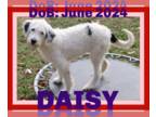 Airedale Terrier Mix DOG FOR ADOPTION RGADN-1371100 - DAISY - Airedale Terrier /