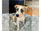Mountain Cur Mix DOG FOR ADOPTION RGADN-1371108 - Joy - Mountain Cur / Mixed