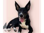 Labrador Retriever Mix DOG FOR ADOPTION RGADN-1371109 - RAVEN - Labrador