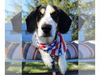 Bagle Hound DOG FOR ADOPTION RGADN-1371112 - Marlin - Basset Hound / Beagle /