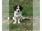 Bagle Hound DOG FOR ADOPTION RGADN-1371113 - Nemo - Basset Hound / Beagle /