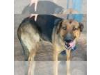 German Shepherd Dog Mix DOG FOR ADOPTION RGADN-1371138 - Marion's Jill - German