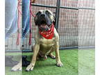 Mastiff DOG FOR ADOPTION RGADN-1371141 - Tank - Mastiff Dog For Adoption