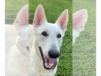 Mix DOG FOR ADOPTION RGADN-1371161 - Rocket - White German Shepherd (long