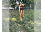 Boxer DOG FOR ADOPTION RGADN-1371163 - Creed - ADOPTION PENDING!!!