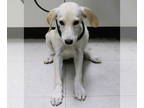 Golden Labrador DOG FOR ADOPTION RGADN-1371202 - Buster - Labrador Retriever /