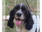 Cocker Spaniel Mix DOG FOR ADOPTION RGADN-1371208 - Finn - Cocker Spaniel /