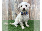 Poodle (Toy) Mix DOG FOR ADOPTION RGADN-1371211 - Beau - Poodle (Toy) / Terrier