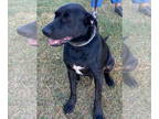 Labrador Retriever DOG FOR ADOPTION RGADN-1371214 - Decker - Labrador Retriever