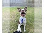 American Pit Bull Terrier Mix DOG FOR ADOPTION RGADN-1371215 - Vinny - Pit Bull