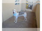 Huskies Mix DOG FOR ADOPTION RGADN-1371222 - Roan - Husky / Shepherd / Mixed Dog