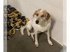 Treeing Walker Coonhound Mix DOG FOR ADOPTION RGADN-1371228 - OATMEAL - Treeing