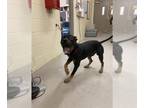 Rottweiler Mix DOG FOR ADOPTION RGADN-1371238 - ELIJAH - Rottweiler / Mixed