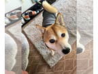 Shiba Inu DOG FOR ADOPTION RGADN-1371259 - Yumi - Shiba Inu Dog For Adoption