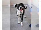 American Pit Bull Terrier Mix DOG FOR ADOPTION RGADN-1371265 - Hunter (In