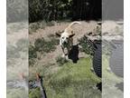 Golden Retriever Mix DOG FOR ADOPTION RGADN-1371283 - LILY - Golden Retriever /