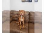 Dogue de Bordeaux Mix DOG FOR ADOPTION RGADN-1371288 - Champ - Dogue de Bordeaux