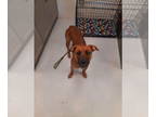 Mountain Cur Mix DOG FOR ADOPTION RGADN-1371320 - Dixie *prison program -