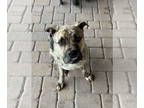 Bullboxer Pit DOG FOR ADOPTION RGADN-1371322 - Blaze - Boxer / Pit Bull Terrier