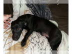Dachshund Mix DOG FOR ADOPTION RGADN-1371325 - Winslow - Dachshund / Mixed