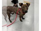 American Pit Bull Terrier Mix DOG FOR ADOPTION RGADN-1371332 - VERA WANG - Pit