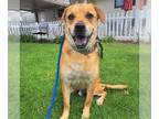 Shug DOG FOR ADOPTION RGADN-1371338 - WOODIE - German Shepherd Dog / Pug / Mixed