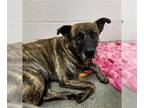 Shepradors DOG FOR ADOPTION RGADN-1371345 - RADITZ - Labrador Retriever / German
