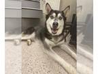 Siberian Husky DOG FOR ADOPTION RGADN-1371361 - GUNNER - Siberian Husky (medium