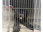 Poodle (Standard) Mix DOG FOR ADOPTION RGADN-1371371 - NOELLE - Poodle