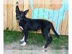 American Staffordshire Terrier Mix DOG FOR ADOPTION RGADN-1371374 - FREYA -