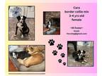 Borador DOG FOR ADOPTION RGADN-1371390 - CARA - Border Collie / Labrador