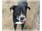 Border Collie Mix DOG FOR ADOPTION RGADN-1371392 - XERXES - Border Collie /