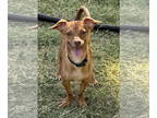 Dachshund Mix DOG FOR ADOPTION RGADN-1371409 - Cheech - Dachshund / Mixed (short