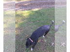 Labbe DOG FOR ADOPTION RGADN-1371414 - Cisco: Not At the shelter (Jackie) -