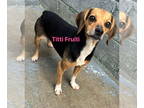 Beagle Mix DOG FOR ADOPTION RGADN-1371429 - Tutti Fruitti: Not at the shelter
