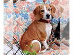 Beagle Mix DOG FOR ADOPTION RGADN-1371441 - Candy Corn: at shelter - Beagle /
