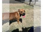 Boxer Mix DOG FOR ADOPTION RGADN-1371443 - DAISY - Boxer / Mixed (medium coat)