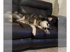 Mix DOG FOR ADOPTION RGADN-1371447 - MAVERICK - Husky (medium coat) Dog For