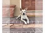 Labbe DOG FOR ADOPTION RGADN-1371462 - A043406 - Beagle / Labrador Retriever /